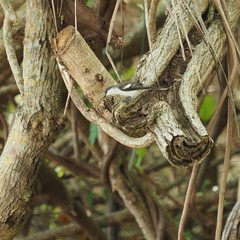 Lalage leucopyga montrosieri