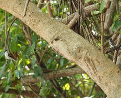 Lalage leucopyga montrosieri