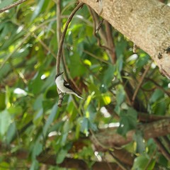 Lalage leucopyga montrosieri