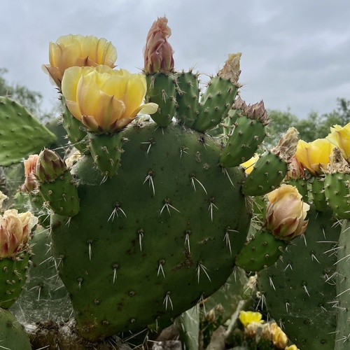 iNaturalist observation photo of Coastal Pricklypear