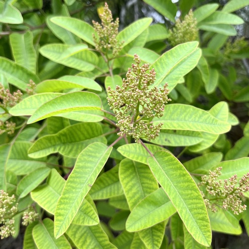 iNaturalist observation photo of laurel sumac