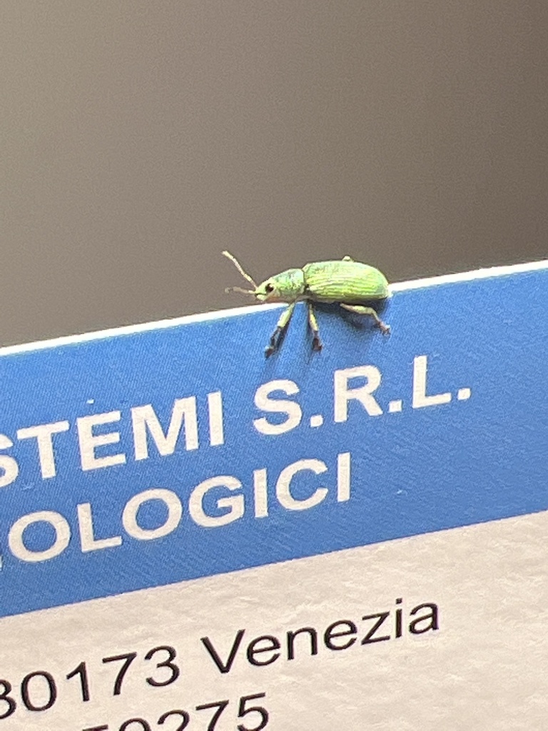 Green Immigrant Leaf Weevil from Via del Capitello Albrizzi, Mira ...