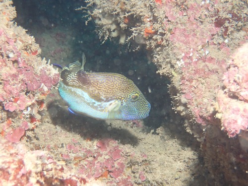 Canthigaster rivulata observed 2023-05-21