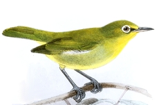 Small Lifou White-Eye photo 2