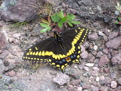 Papilio brevicauda