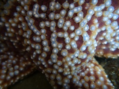 Pisaster giganteus