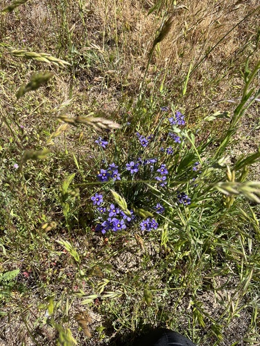 iNaturalist observation photo of western blue-eyed grass