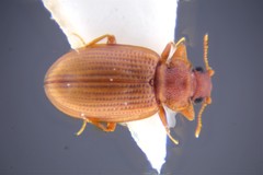 Enicmus testaceus