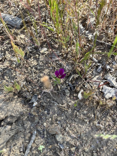 iNaturalist observation photo of Winecup Clarkia