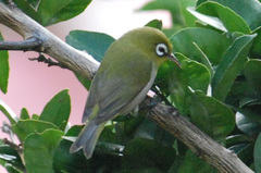 Green-Backed White-Eye photo 2
