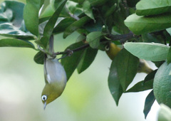 Green-Backed White-Eye photo 3