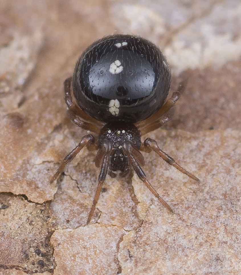 Crustulina