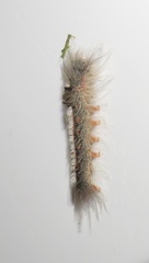 Euproctis punctifera