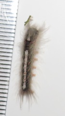 Euproctis punctifera