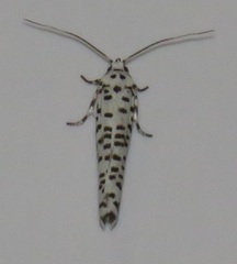 Yponomeuta strigillatus