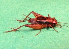 Allonemobius maculatus
