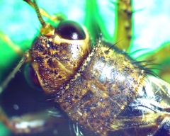 Allonemobius maculatus