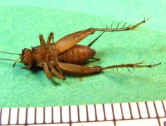 Allonemobius maculatus