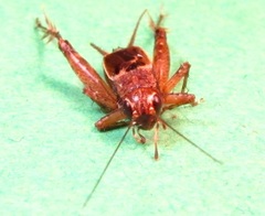 Allonemobius maculatus