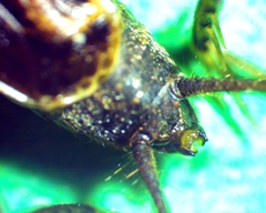 Allonemobius maculatus