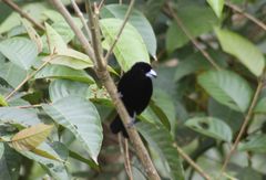 Ramphocelus flammigerus icteronotus