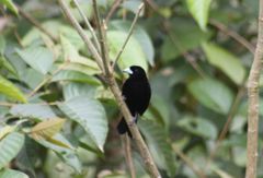 Ramphocelus flammigerus icteronotus