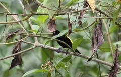 Ramphocelus flammigerus icteronotus