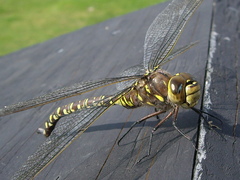 Aeshna interrupta interrupta