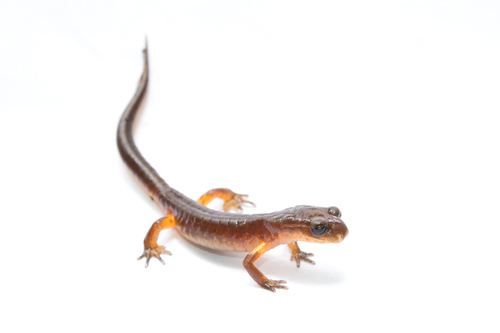 Ensatina, photo 6 of 10