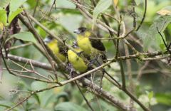 Ramphocelus flammigerus icteronotus