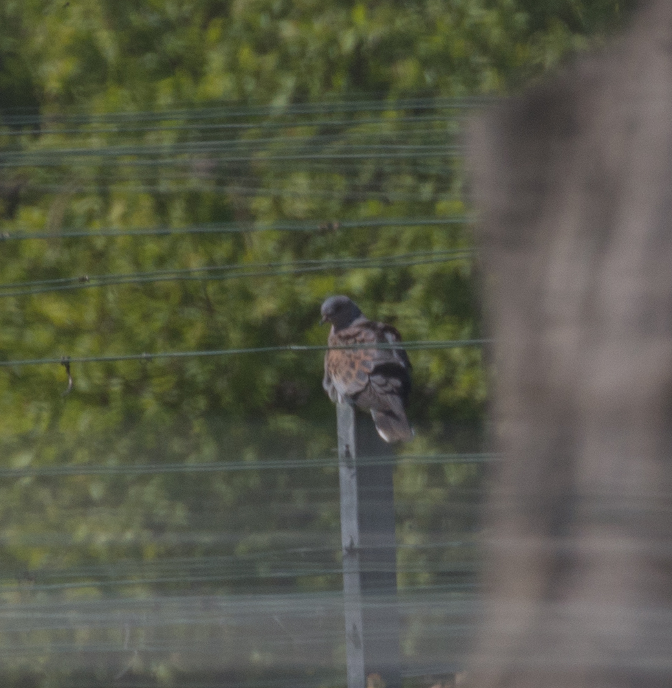 European Turtle Dove