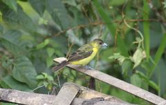 Ramphocelus flammigerus icteronotus