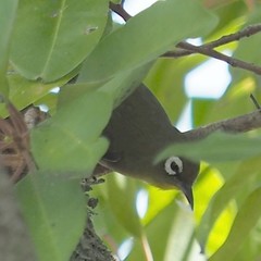 Zosterops xanthochroa