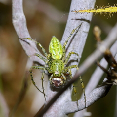 Peucetia striata