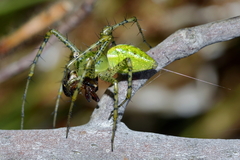 Peucetia striata