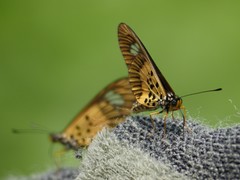 Acraea penelope