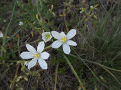 Ornithogalum umbellatum