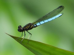 Chlorocypha aphrodite