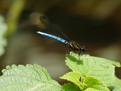 Chlorocypha aphrodite