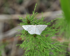 Scopula ternata