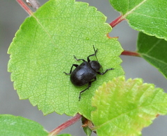 Bromius obscurus