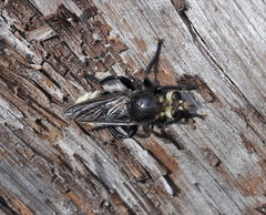 Laphria gibbosa
