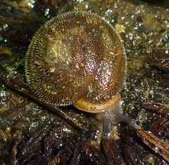 Vespericola armigera