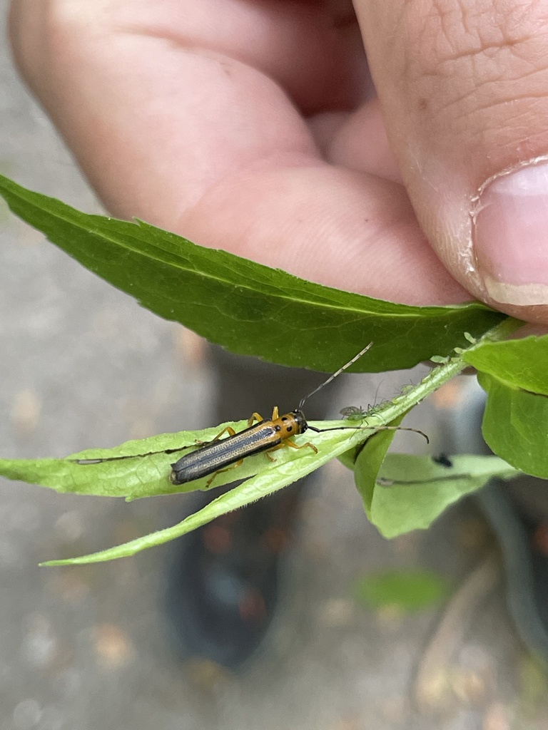 dogwood twig borer