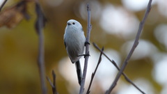 Aegithalos caudatus caudatus