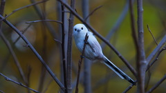 Aegithalos caudatus caudatus