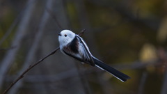 Aegithalos caudatus caudatus