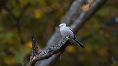 Aegithalos caudatus caudatus