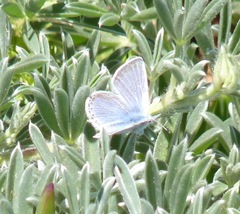Icaricia icarioides parapheres