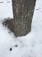 Acer rubrum
